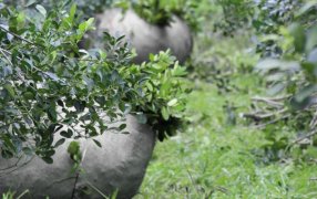 El INYM abrió convocatoria para el diseño de un prototipo funcional destinado a la extracción de raídos de yerba mate
