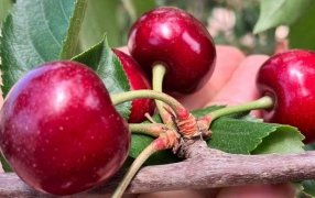 La cereza argentina es primicia mundial: Comenzó la cosecha temprana en Mendoza