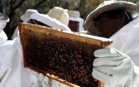 Las exportaciones de abejas reinas “vuelan”: Crecen 54% y en 5 meses ya superaron a todo 2024