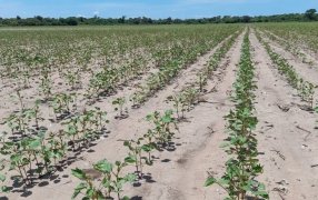 El dato llamativo de la sequía en 2022: No es una de las más grandes de la historia