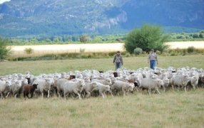 El Gobierno Nacional disolvió el Régimen de Promoción de la Ganadería Ovina y otros Programas para el agro