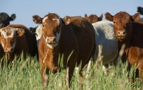 Preocupa la cantidad de vacas que se siguen mandando a faena: ¿Hay una liquidación como en 2008?