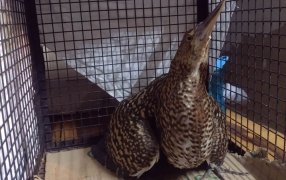 Policías rescataron animales silvestres en cautiverios y mascotas que se encontraban en peligro