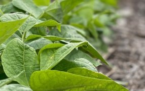 Porotos: Un ensayo revela que la fertilización incrementa hasta 775 kilos por hectárea