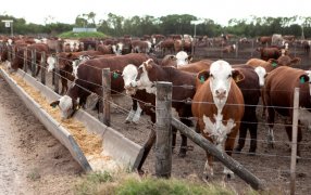 Se reactiva el engorde en los feedlots: “Los números han empezado a cerrar”