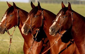 Encefalomielitis equina: El SENASA declaró la emergencia sanitaria nacional