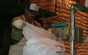 Yerba mate: El consumo interno y las exportaciones superaron los 29 millones de kilos durante Marzo