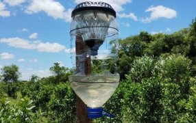 Buenos resultados en trampas lumínicas del INYM para el marandová y proyección para optimizar la iniciativa y el manejo de la plaga en yerba mate