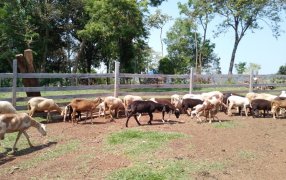 Fortalecen la producción ovina en la zona norte de la provincia de Misiones