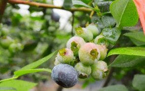 Arándanos: Una investigación pone el foco en el uso de biorreguladores