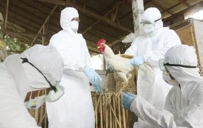 Gripe aviar: Confirman tres nuevos positivos y el total de casos sube a ocho