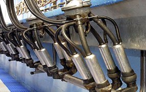 Lechería: Más de 15 meses produciendo a quebranto y 400 tambos desaparecidos