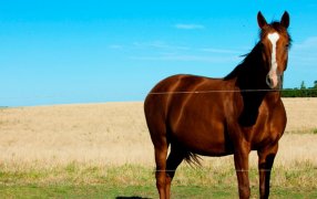 Encefalomielitis Equina: Gestionan a contrarreloj vacunas contra un virus que hace 35 años no se detectaba