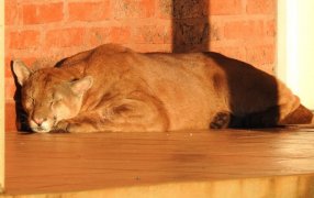 Protección de la fauna: Un puma fue rescatado en la localidad correntina de Colonia Liebig, Gendarmería Nacional brindó seguridad y colaboró para resguardar al animal herido