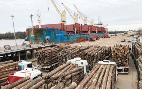 Madereros en alerta: Cayeron las exportaciones, el mercado interno no reacciona y podría haber despidos