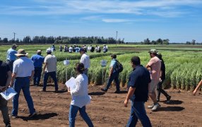 Expocereales visibilizó las oportunidades cercanas y posibles del trigo y la cebada