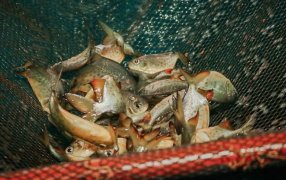 Peces: Cosecha a pie de estanque en el Municipio de Apóstoles