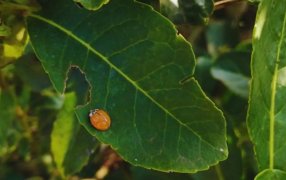 Recomendaciones para promover aliados naturales para la yerba mate