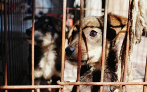 La Legislatura misionera avanza el Proyecto de Ley para la creación del primer Juzgado de Protección Animal de la provincia