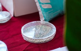 Bioinsumos desarrollados en la provincia de Misiones: Innovación productiva con base biológica