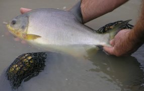 Nuevas estrategias para diversificar y ampliar la oferta de pescado en la provincia de Misiones
