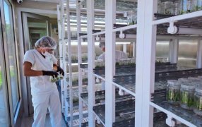 Biofábrica Misiones instalará un Phytolab pra producir kiwi