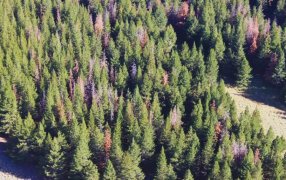 Sirex Obesus: Cómo identificarla para evitar su ingreso