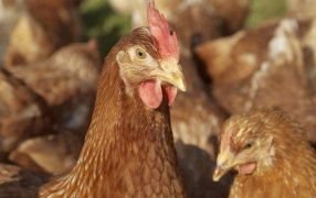 Tres innovaciones en vacunas aviares marcan un hito para la sanidad y competitividad del sector