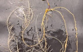 Investigar para producir: Cómo la biotecnología se convierte en una solución para la soja