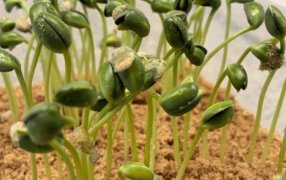 Germina la campaña de soja y hay una buena noticia: Análisis de semillas le dan el ok a la calidad