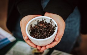 La provincia de Misiones fortalece el té gourmet con una estrategia que integra producción, calidad y agroturismo