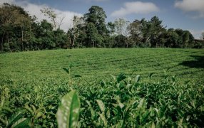 Empresas misioneras ya integran la indicación geográfica “Té Argentino”, un hito histórico para el sector tealero
