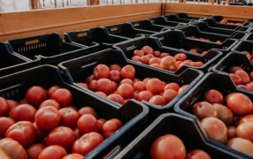 Misiones: El Centro Hortícola del Municipio de San Vicente bate récord con la producción de más de cien toneladas de tomate