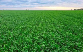 El “Cordobazo” del trigo: estiman una supercosecha que superará ampliamente el récord anterior