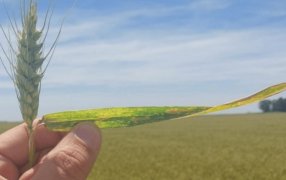 Trigo: Se sembraron más hectáreas de las previstas y el Gobierno también avizora una supercosecha