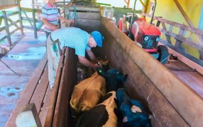 El 13 de Octubre comienza la segunda campaña 2025 de vacunación contra la fiebre aftosa en la provincia de Misiones