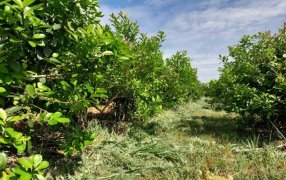 Con el respaldo del Servicio de Extensión Yerbatero del INYM, suelo con cubiertas verdes y sombra mitigan efectos del sol en yerba mate