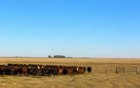 El nuevo boom de los campos ganaderos: Qué hay detrás de la suba de precios