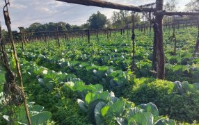 Repollo, coliflor y brócoli: Cultivos que fortalecen la horticultura de invierno en la provincia de Misiones