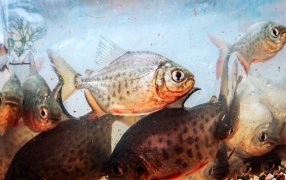 En la provincia Misiones comercializó 16.500 kilos de pescado en el mes de Abril y fortalece la cadena acuícola en trece Municipios