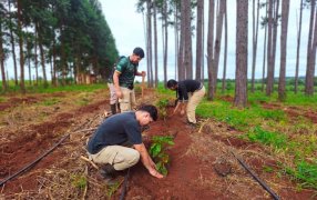 La provincia de Misiones abre camino al café: Ensayos agroforestales exploran una nueva alternativa productiva