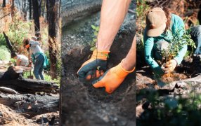 Plantan veinte mil árboles nativos en áreas afectadas por incendios en la provincia de Chubut