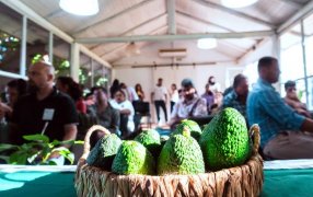 Palta: Más de cuarenta productores misioneros se capacitaron en producción de plantines injertados