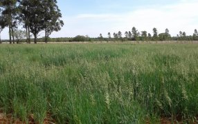 Avena Strigosa: Pautas de implantación y manejo en la zona sur de la provincia de Misiones