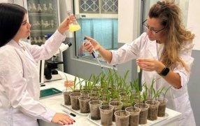 La revolución invisible: Cómo una bacteria endófita está cambiando la forma de nutrir los cultivos