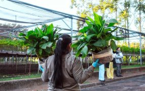 La Biofábrica Misiones concretó el primer despacho de más de dos mil de plantines de banano con destino a la provincia de Salta