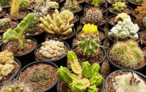 Floricultura: Una actividad que en 2025 mostró todo su potencial en Municipios misioneros