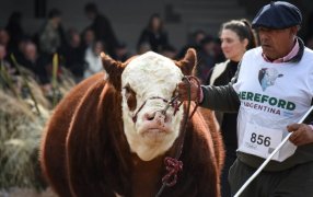 La Asociación Argentina Criadores de Hereford ya palpita en la Exposición Rural de Palermo 2026: La raza sin fronteras