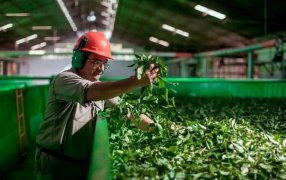 Misiones: Desde Mayo las medidas de apoyo al sector yerbatero inyectaron más de 5 mil millones de pesos en créditos a tasa cero y a tasa bonificada