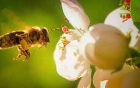 Biotecnología única en el mundo: Científicos de la Universidad Nacional de Buenos Aires “entrenan” abejas para hacer rendir más los cultivos